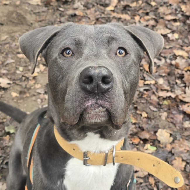Blue - Chien à adopter
