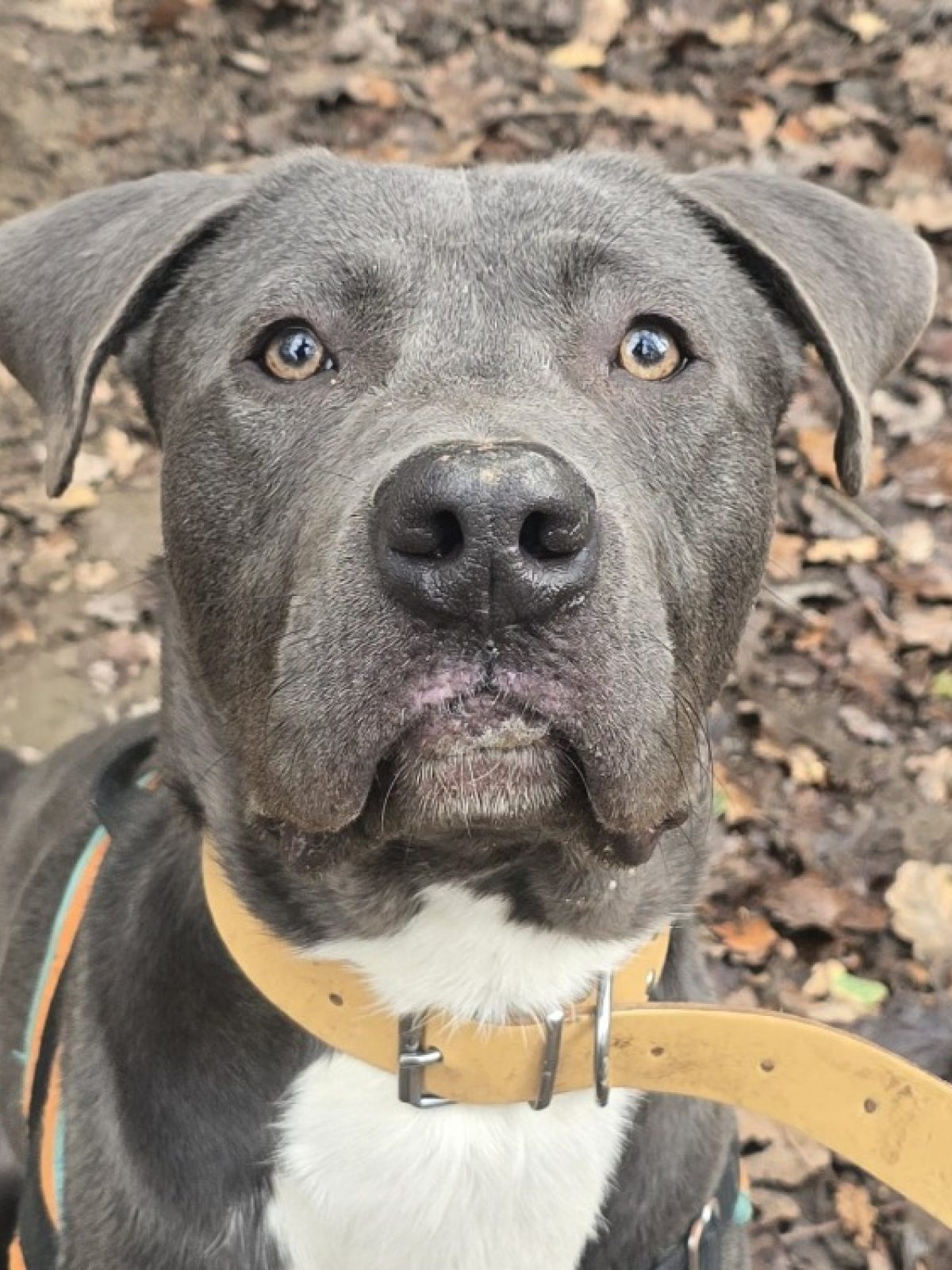 Blue - Chien à adopter à Aix-en-Provence (13)