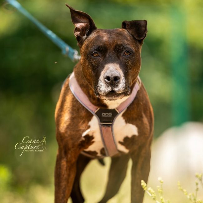 LeÏka - Chien à adopter