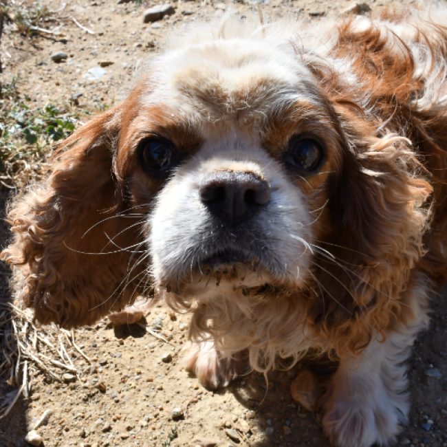 Louis xiv - Chien à adopter