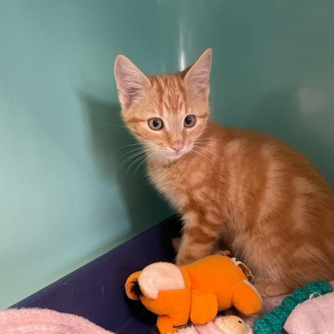 Jerry - Chat Européen à adopter