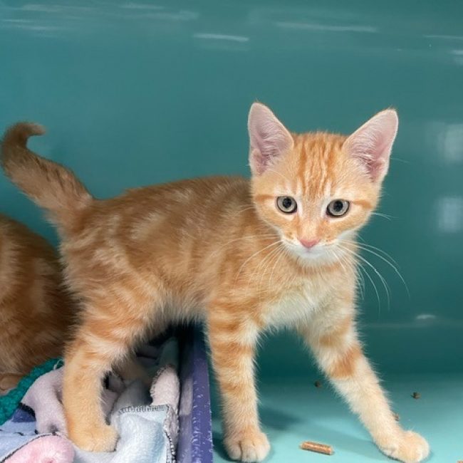 Ben - Chat Européen à adopter