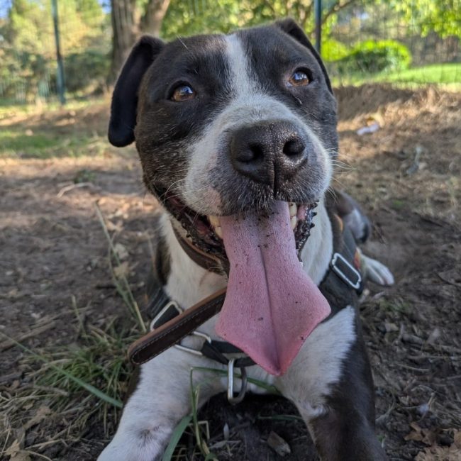 Lucky - Chien Bouledogue Américain à adopter