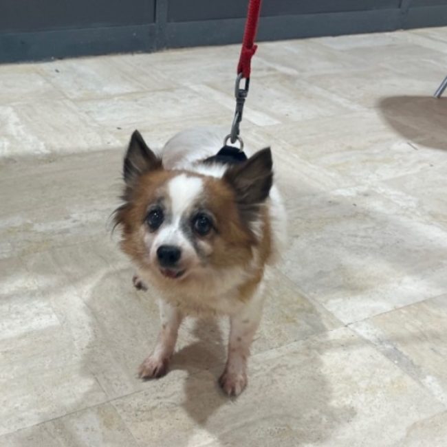 Princesse - Chien Chihuahua à adopter