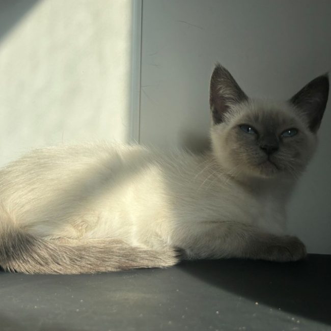 Bambi - Chat Européen à adopter