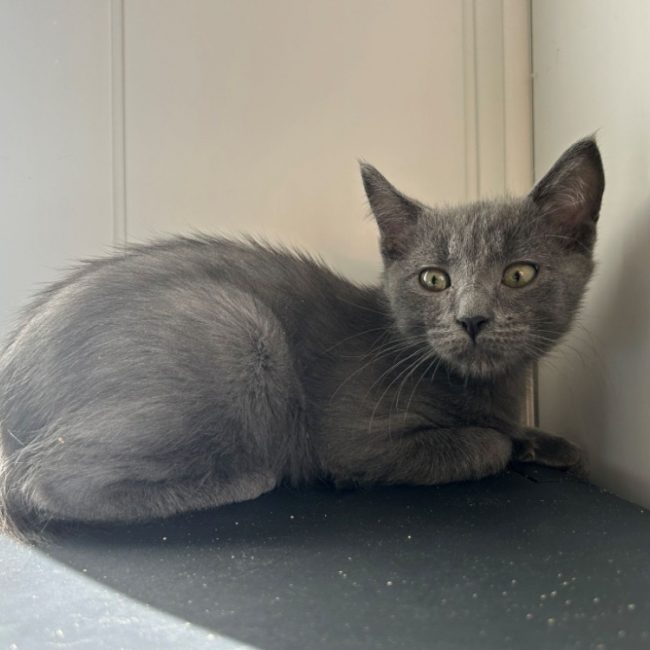 Berlioz - Chat Européen à adopter