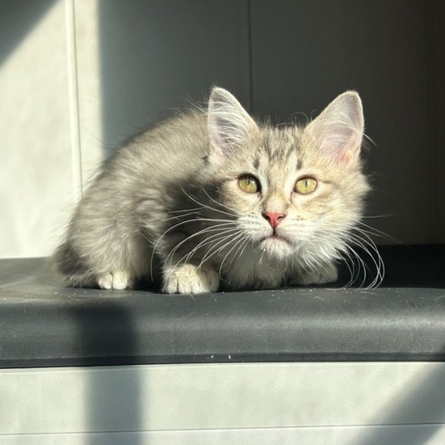 Bagherra - Chat Européen à adopter