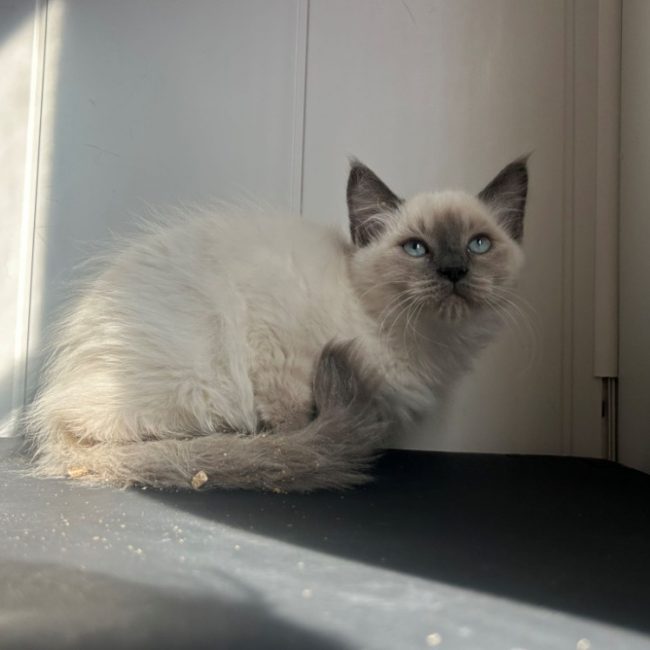 Bebe groot - Chat Européen à adopter