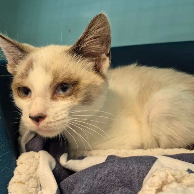 Prani - Chat Européen à adopter