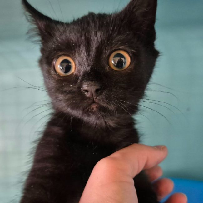 Wanni - Chat Européen à adopter