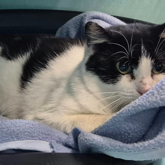 Mauricette - Chat Européen à adopter