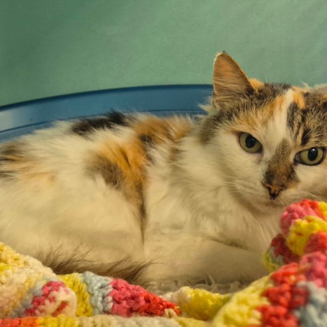 Marguerite - Chat Européen à adopter