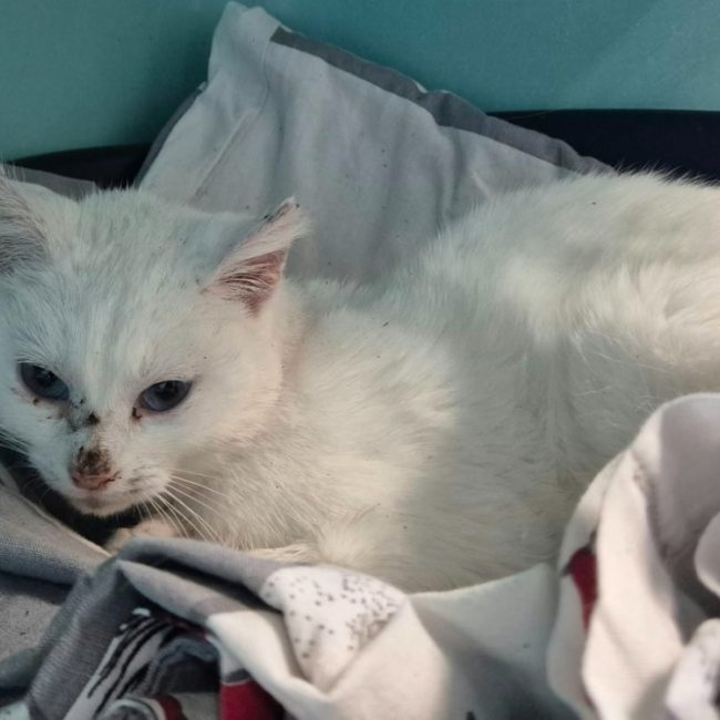 Mirabelle - Chat Européen à adopter