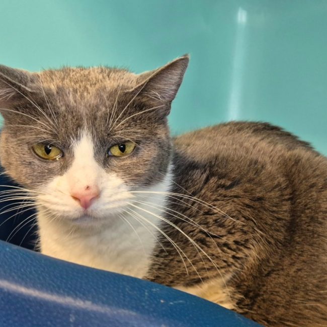 Melilot - Chat Européen à adopter