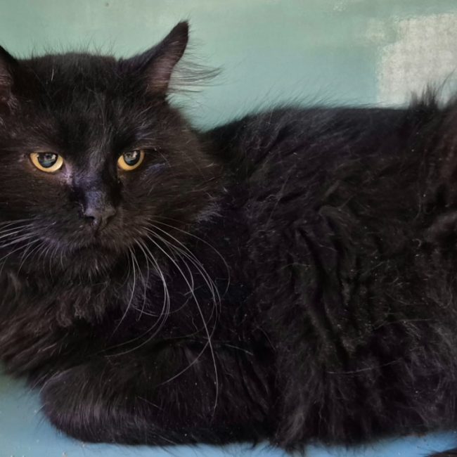 Cedrus - Chat Européen à adopter