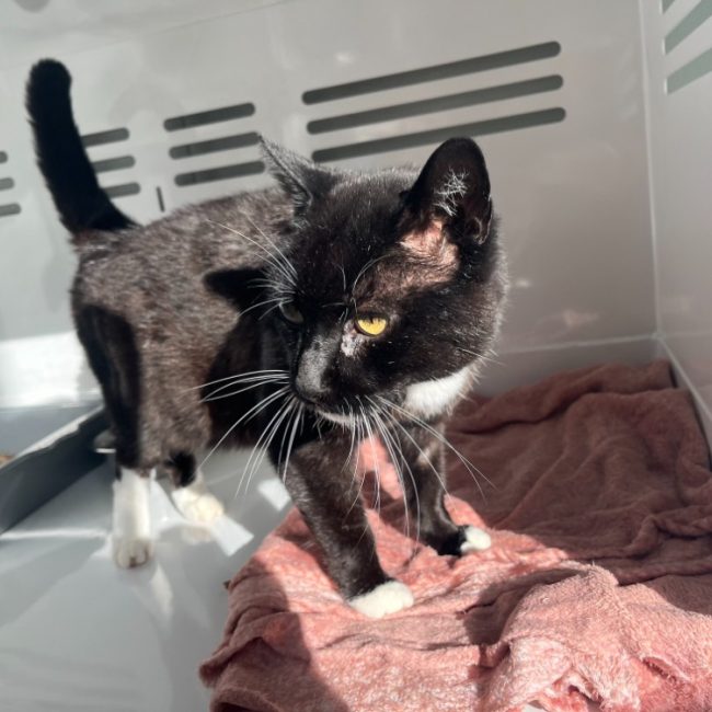 Légitimus - Chat Européen à adopter