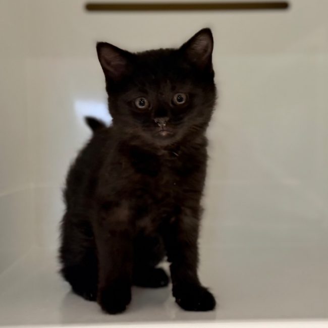 Athos - Chat Européen à adopter