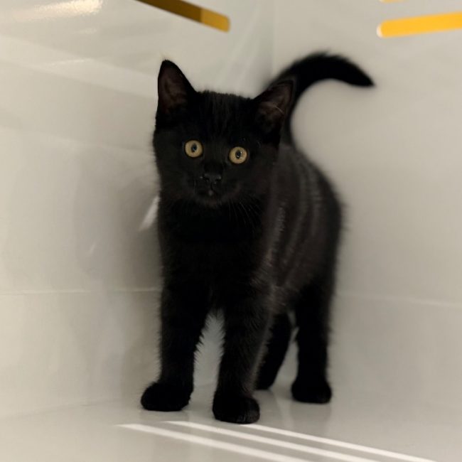 Porthos - Chat Européen à adopter