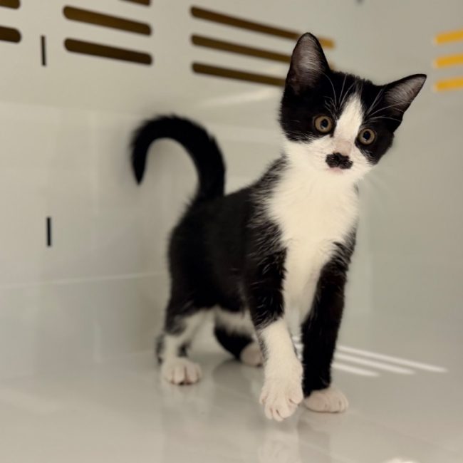 Aramis - Chat Européen à adopter