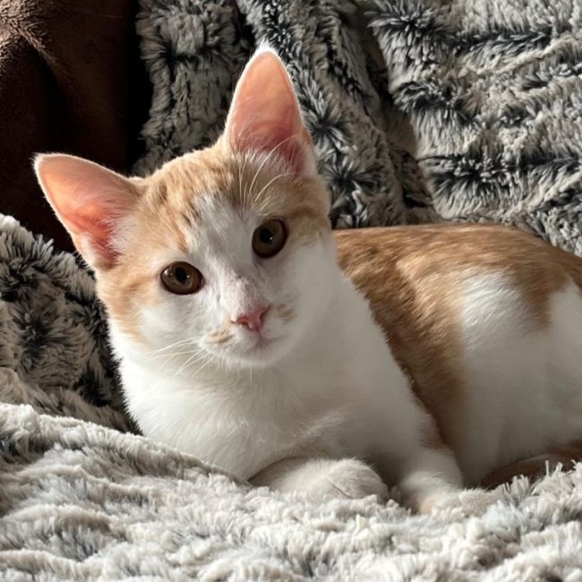 Netto et artik - Chat Européen à adopter
