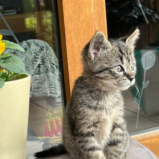 Artik et netto - Chat Européen à adopter