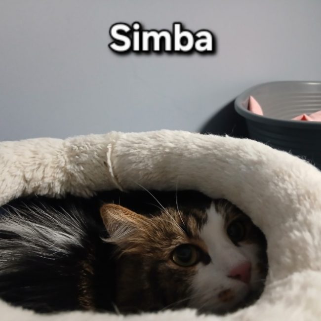 Simba - Chat Européen à adopter