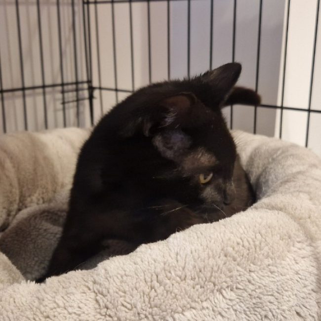 Leo - Chat Européen à adopter