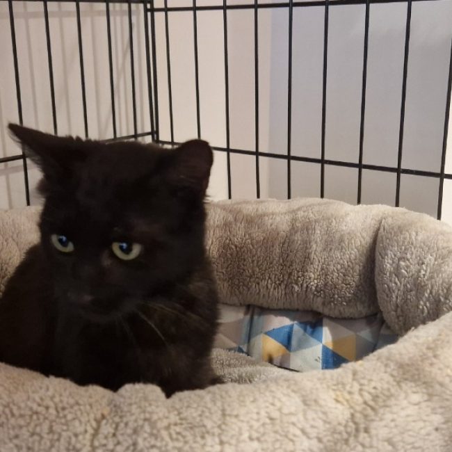 Mia - Chat Européen à adopter