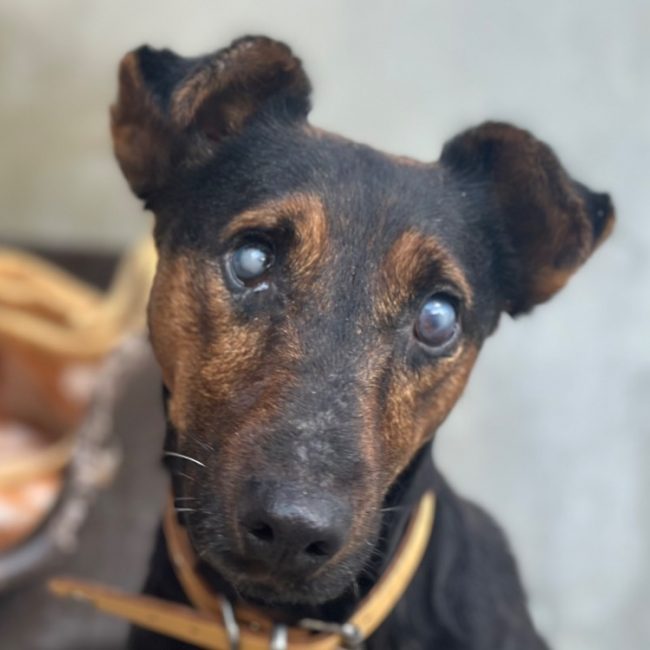 Enori - Chien à adopter