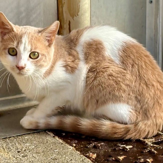 Wanda - Chat Européen à adopter