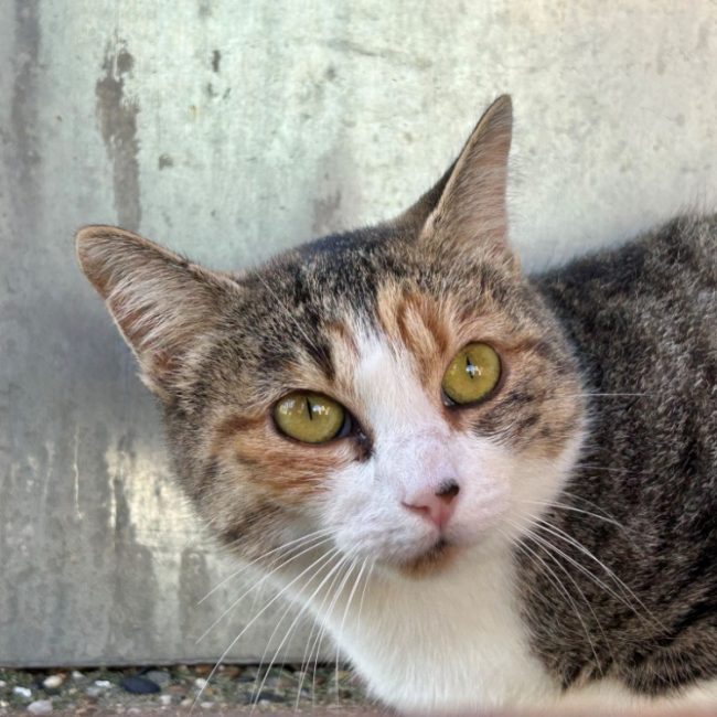 Pélagie - Chat Européen à adopter