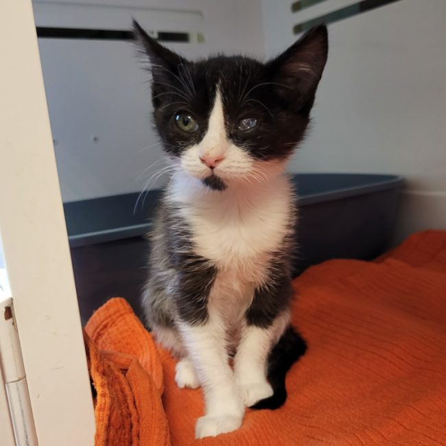 Rizgluant - Chat Européen à adopter