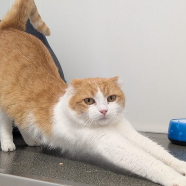 Bichette - Chat Européen à adopter