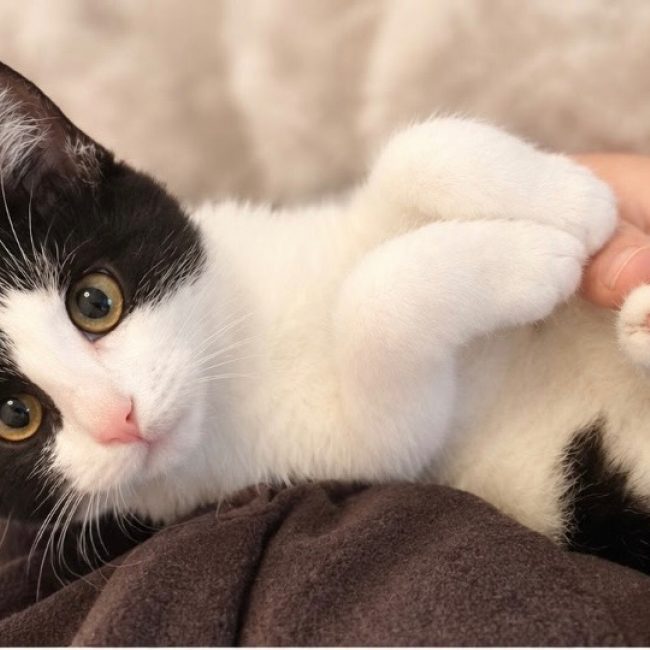 Picasso - Chat Européen à adopter