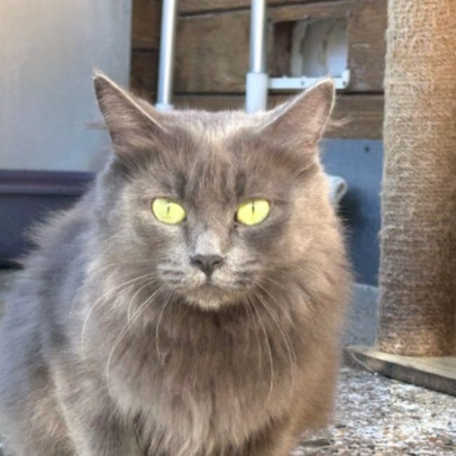 Gamora - Chat Européen à adopter