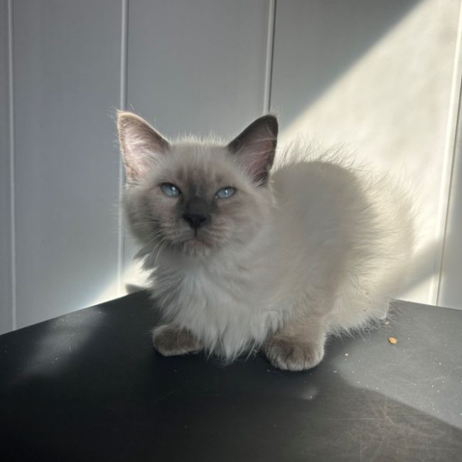 Bouddha - Chat Européen à adopter
