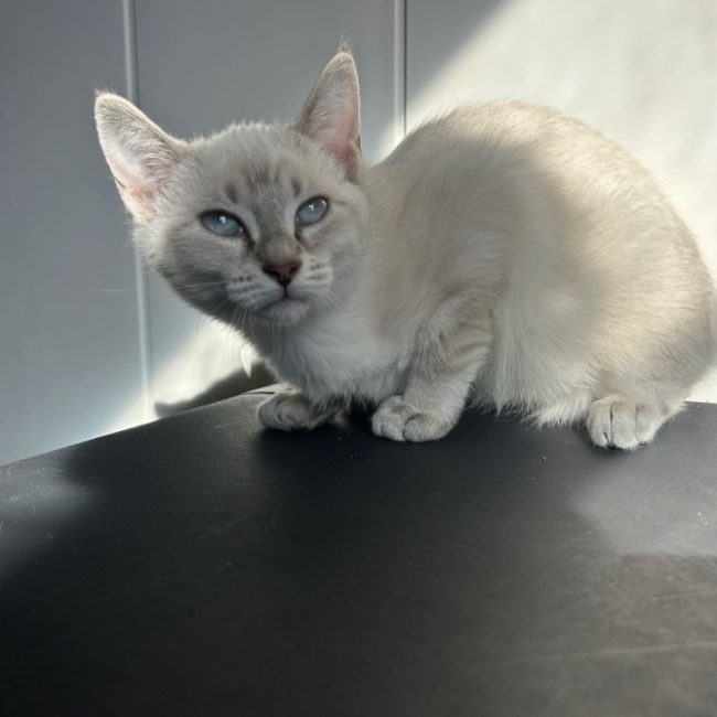 Bianca - Chat Européen à adopter
