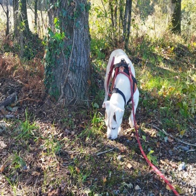 Vaya - Chien American Bully à adopter