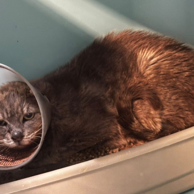 Domazan - Chat Européen à adopter