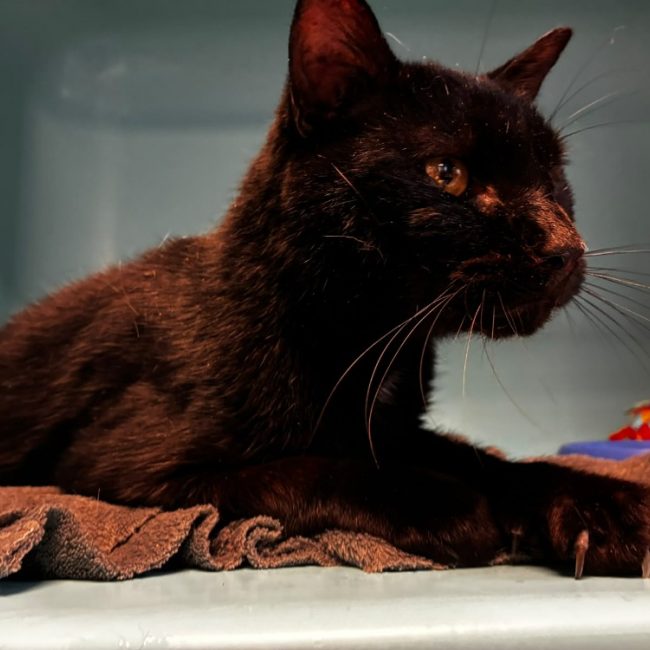 Noiro - Chat Européen à adopter