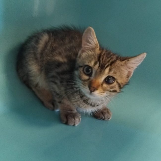 Marius - Chat Européen à adopter