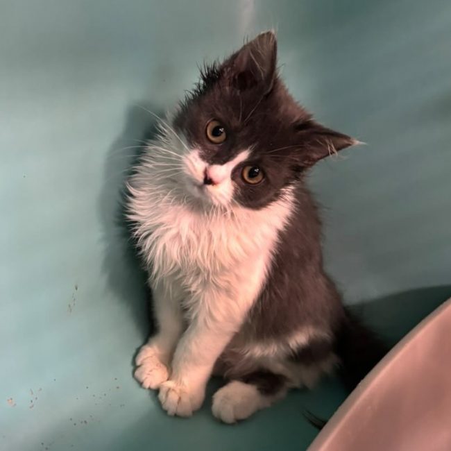 Raven - Chat Européen à adopter