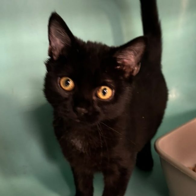 Phantom - Chat Européen à adopter