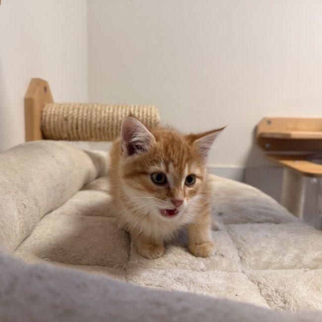 Benji - Chat Européen à adopter