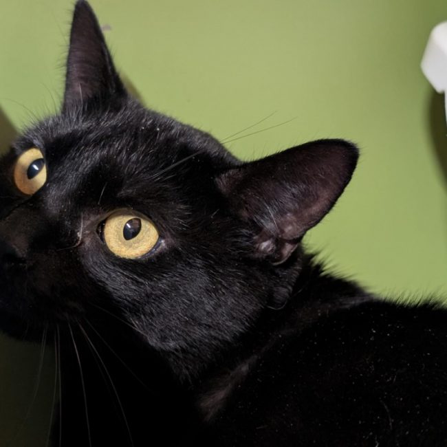 A17524 angela - Chat Européen à adopter