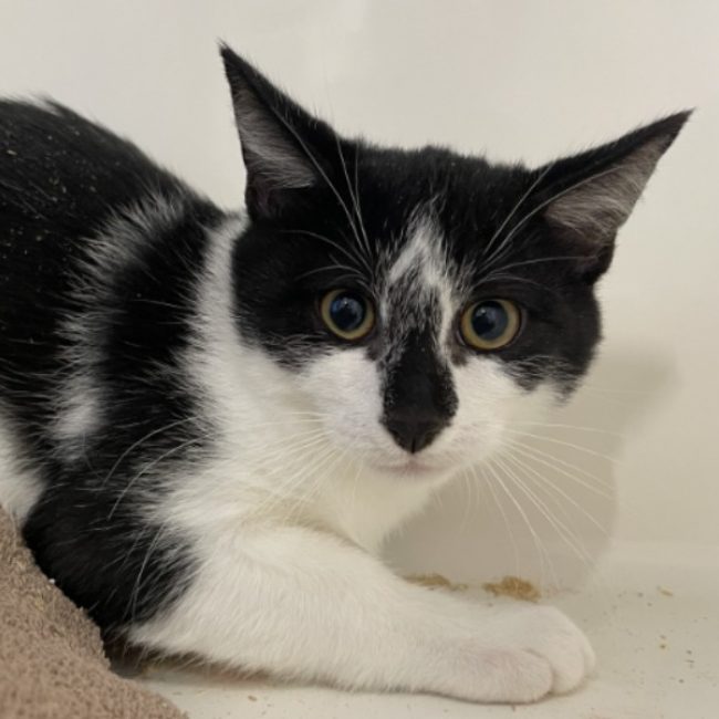 Lucky - Chat Européen à adopter