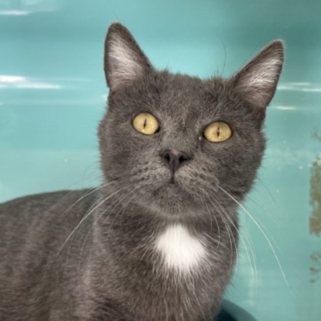 Rosario - Chat Européen à adopter