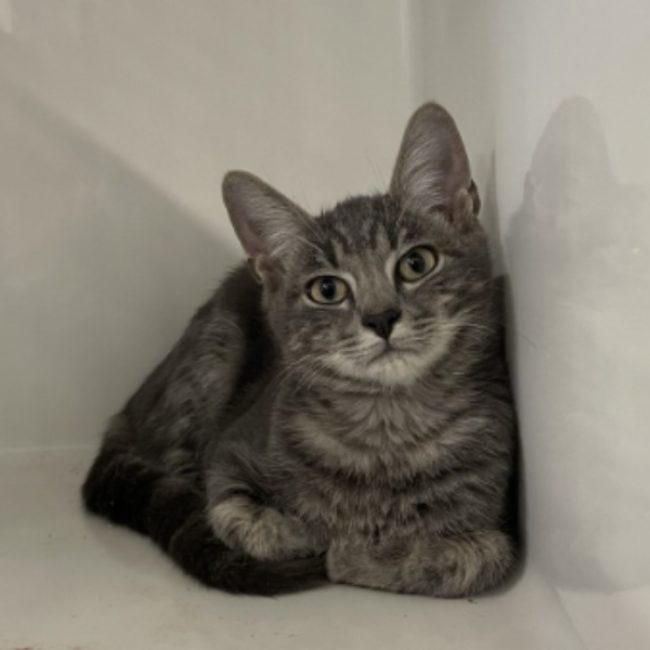 Macqueen - Chat Européen à adopter