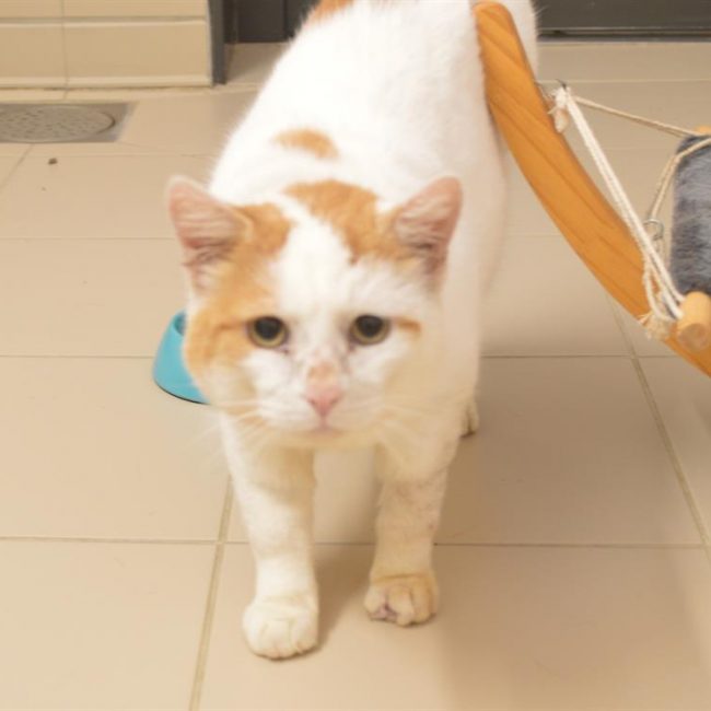 Anakin - Chat Européen à adopter