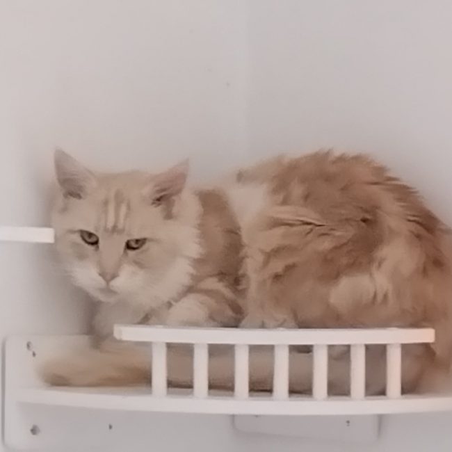 Pamela - Chat à adopter